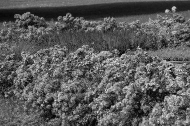 Alman Westphalia 'sındaki Raesfeld şehri.