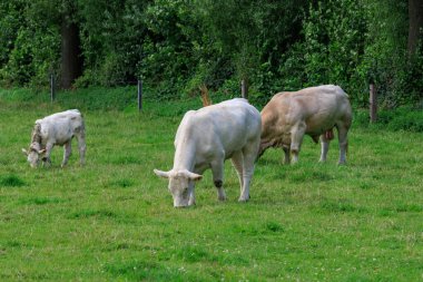 Alman muensterland inekler