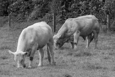 Alman muensterland inekler