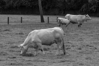 Alman muensterland inekler