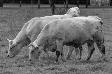 Alman muensterland inekler