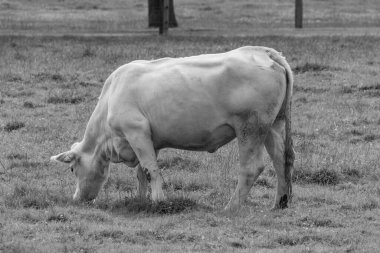 Alman muensterland inekler