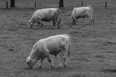 Alman muensterland inekler