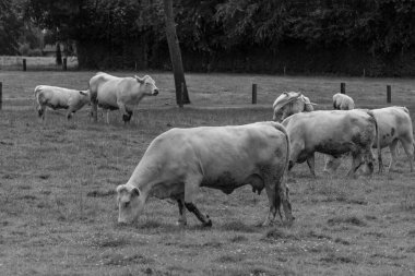 Alman muensterland inekler