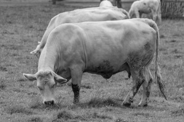 Alman muensterland inekler