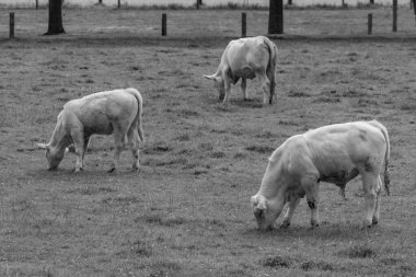 Alman muensterland inekler