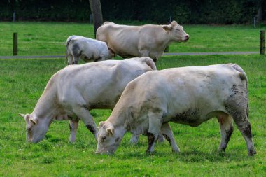 Alman muensterland inekler