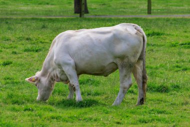 Alman muensterland inekler