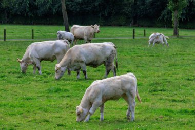 Alman muensterland inekler