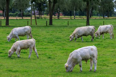 Alman muensterland inekler