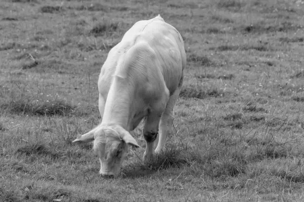 Stock image Cows in the german muensterland