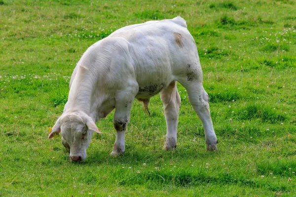 Stock image Cows in the german muensterland