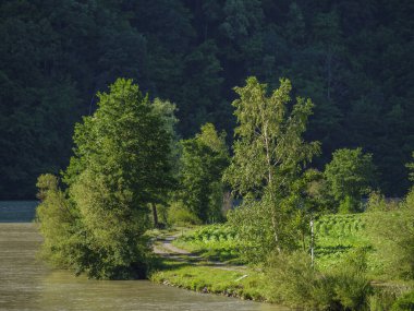 Avustralya 'daki Tuna Nehri' nde.