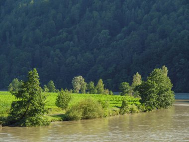 Avustralya 'daki Tuna Nehri' nde.