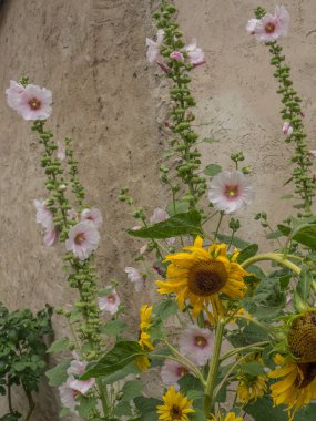 Avustralya 'daki Tuna Nehri' nde.