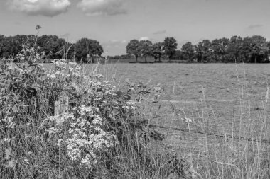 Hollanda 'daki küçük Borculo şehri.