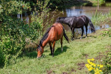 Hollanda 'daki küçük Borculo şehri.