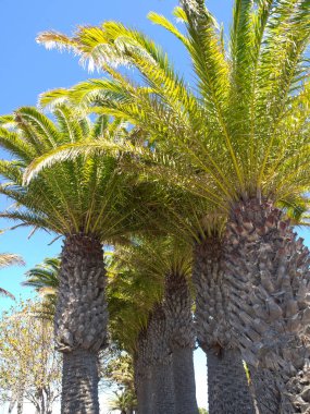 İspanyol adası Lanzarote