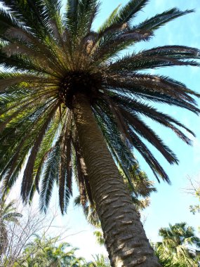 İspanya 'daki Teneriffe Adası