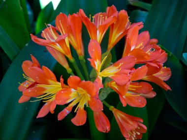 İspanya 'daki Teneriffe Adası