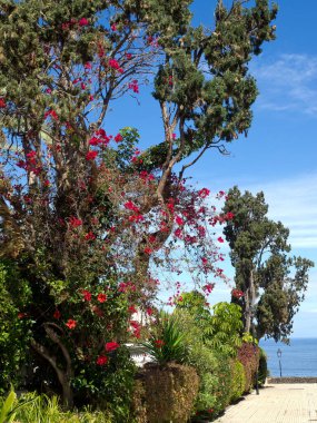 İspanya 'daki Teneriffe Adası