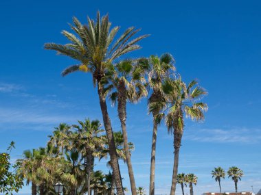 İspanya 'daki Teneriffe Adası