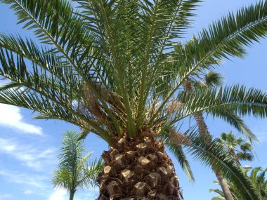 İspanya 'daki Teneriffe Adası