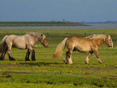 Kuzey Denizi Adaları