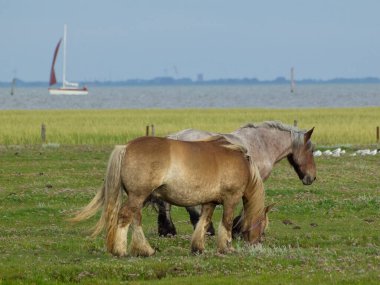 Kuzey Denizi Adaları