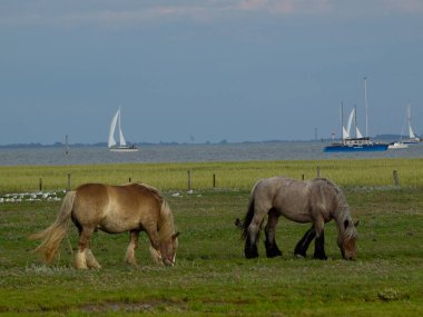 Kuzey Denizi Adaları