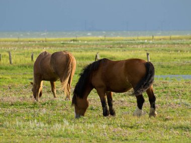 Kuzey Denizi Adaları