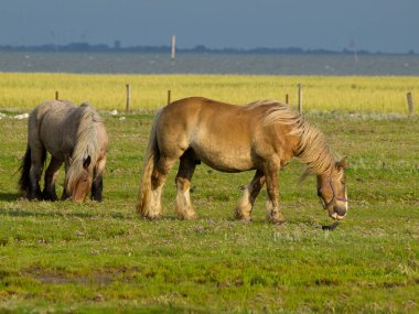 Kuzey Denizi Adaları