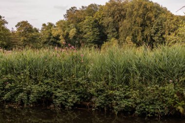 Alman bahçesindeki yıldız çiçekleri
