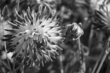 Alman bahçesindeki yıldız çiçekleri