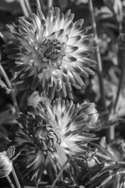 Alman bahçesindeki yıldız çiçekleri