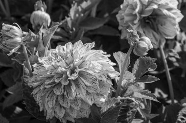 Alman bahçesindeki yıldız çiçekleri