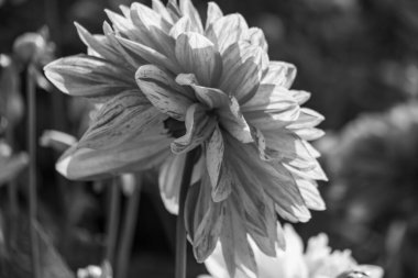 Alman bahçesindeki yıldız çiçekleri