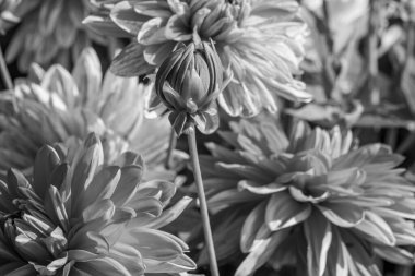 Alman bahçesindeki yıldız çiçekleri