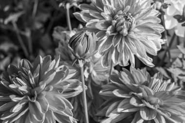 Alman bahçesindeki yıldız çiçekleri