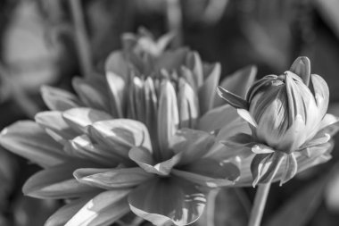 Alman bahçesindeki yıldız çiçekleri