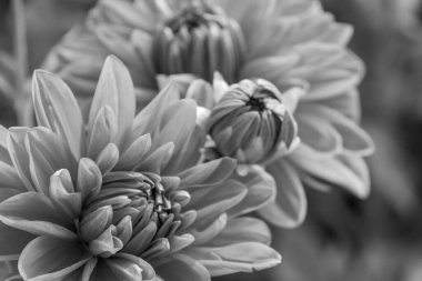 Alman bahçesindeki yıldız çiçekleri