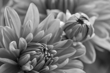 Alman bahçesindeki yıldız çiçekleri