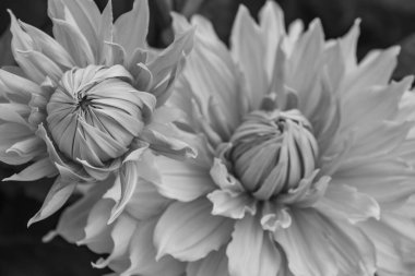 Alman bahçesindeki yıldız çiçekleri