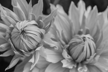 Alman bahçesindeki yıldız çiçekleri