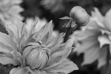 Alman bahçesindeki yıldız çiçekleri