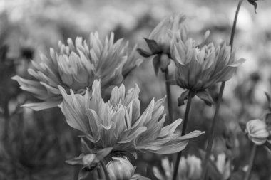 Alman bahçesindeki yıldız çiçekleri