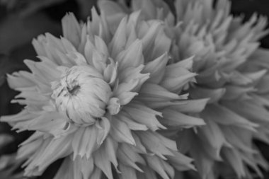 Alman bahçesindeki yıldız çiçekleri