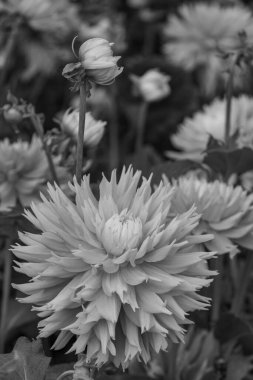 Alman bahçesindeki yıldız çiçekleri