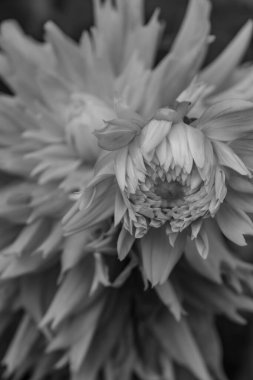 Alman bahçesindeki yıldız çiçekleri