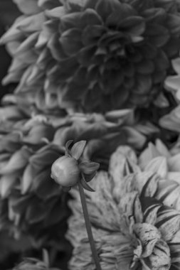 Alman bahçesindeki yıldız çiçekleri